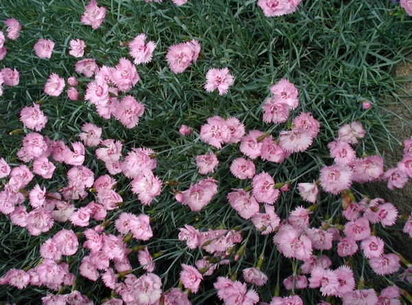 Carnation (Dianthus)