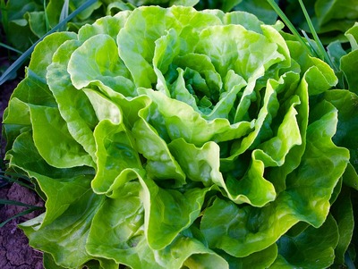 Lettuce (Lactuca sativa)