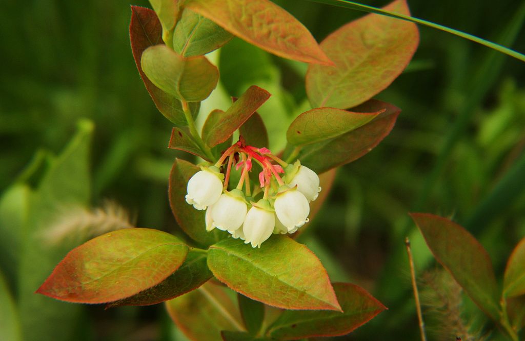 Vaccinium spp